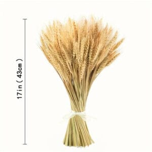 Wheat dried flowers